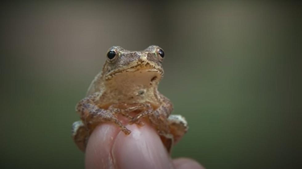 This Little Frog’s Mating Call Is the Soundtrack of Spring in New York