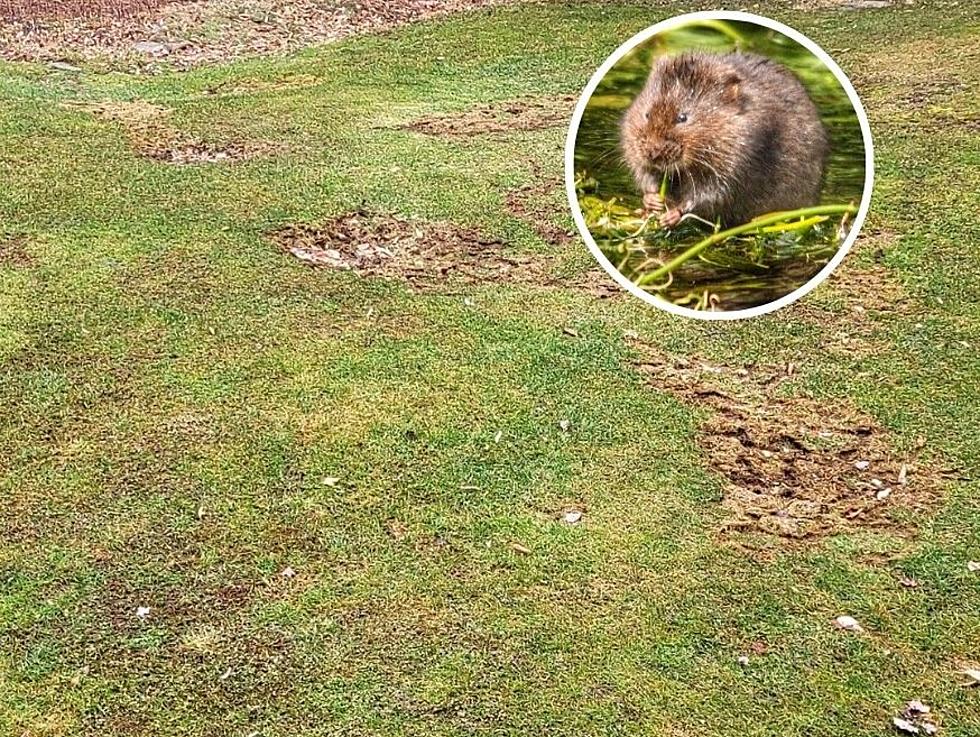 Voles Creating Holes In New York Lawns &#8211; How To Fight Back