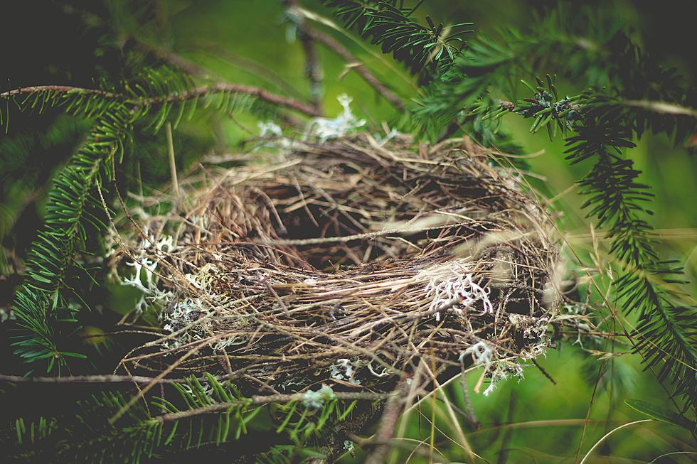 Stop Leaving Hair and String Out for NYS Birds – You’re Killing Them!