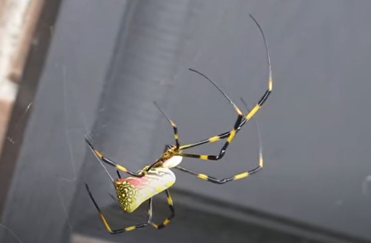 The Joro spider invades eastern US: How the insects are parachuting in