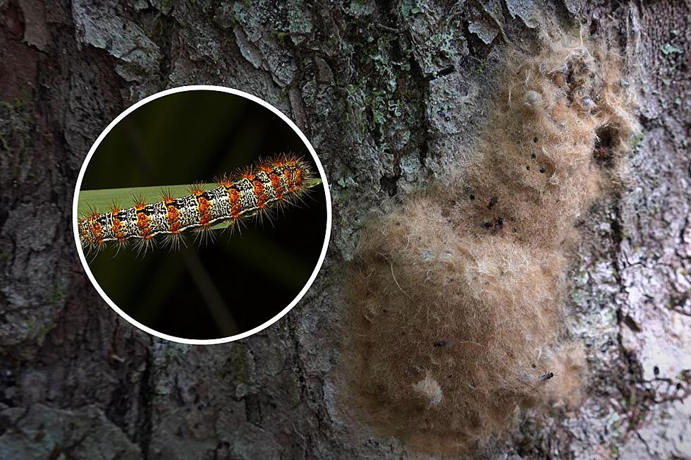 How To Spot And Remove These New York Pests&#8217; Egg Blobs From Trees