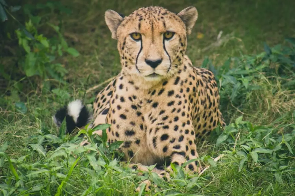 What Does A Cheetah Sound Like? Animal Adventure Park In Harpursville Will Find Out Soon