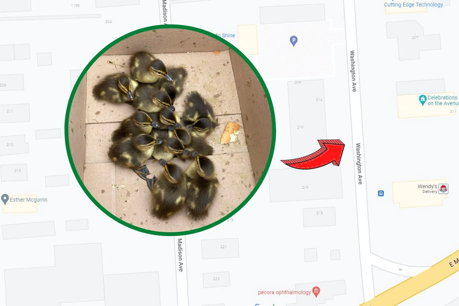 Ducks are quacking again, Herald Community Newspapers