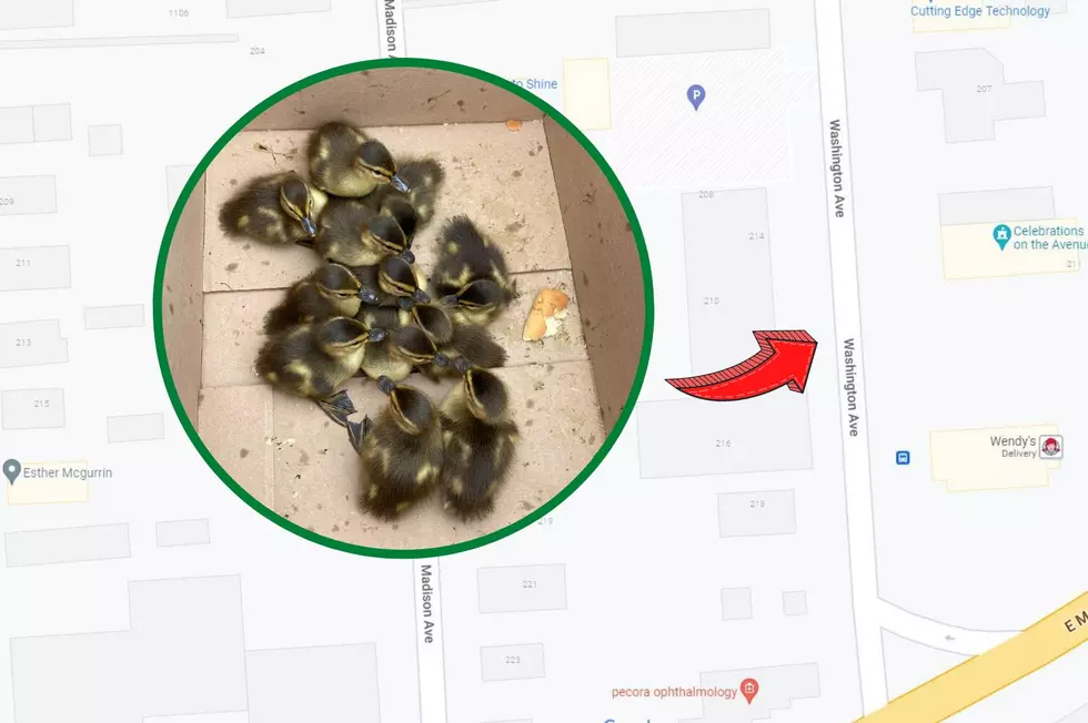 Quack Me Up! Endicott Police Respond To A Fowl Situation On The Avenue