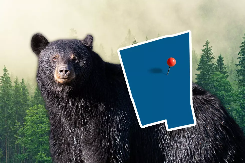 Norwich Black Bear Spotted Roaming Through Neighborhood