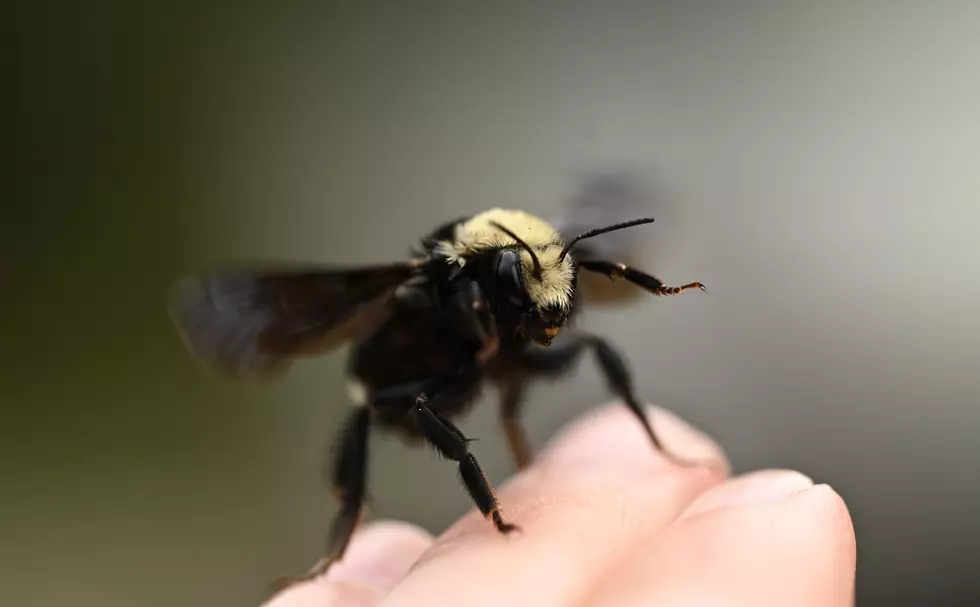 Be Nice to Bees Because They Know Your Face – Literally