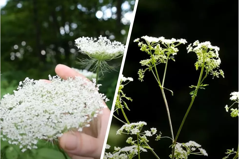 Know The Difference Between Queen Anne's Lace And Poison Hemlock