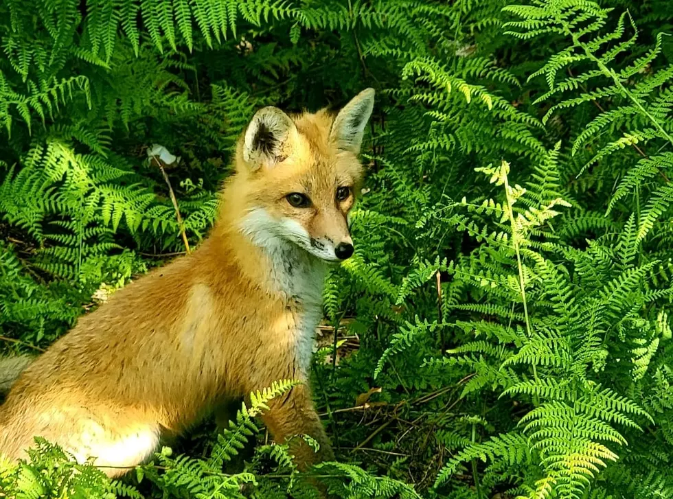 It&#8217;s Not Your Imagination, There Are A Lot More Wild Animals Walking Around The Southern Tier