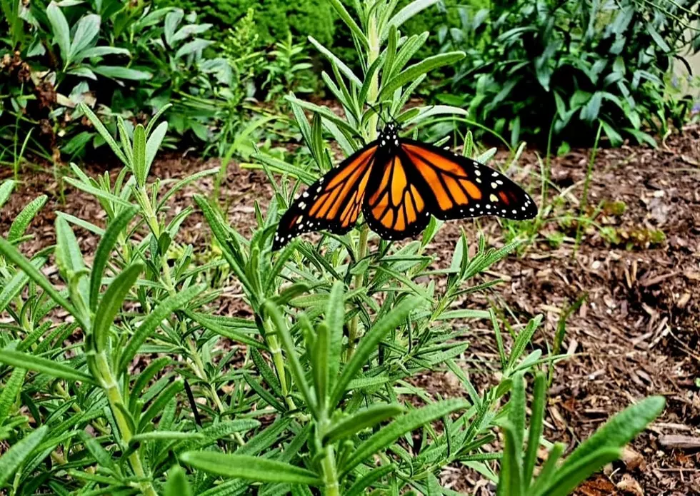 How New Yorkers Can Help Save the Endangered Monarch Butterfly