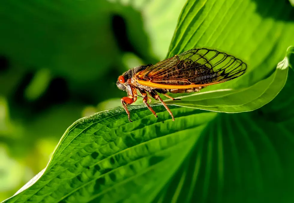 Cicadas Are Out in New York and Loudly Looking for Love