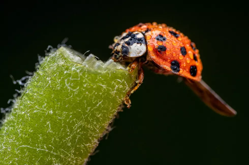 These Imposter Ladybugs Are Back and Invading New York Homes