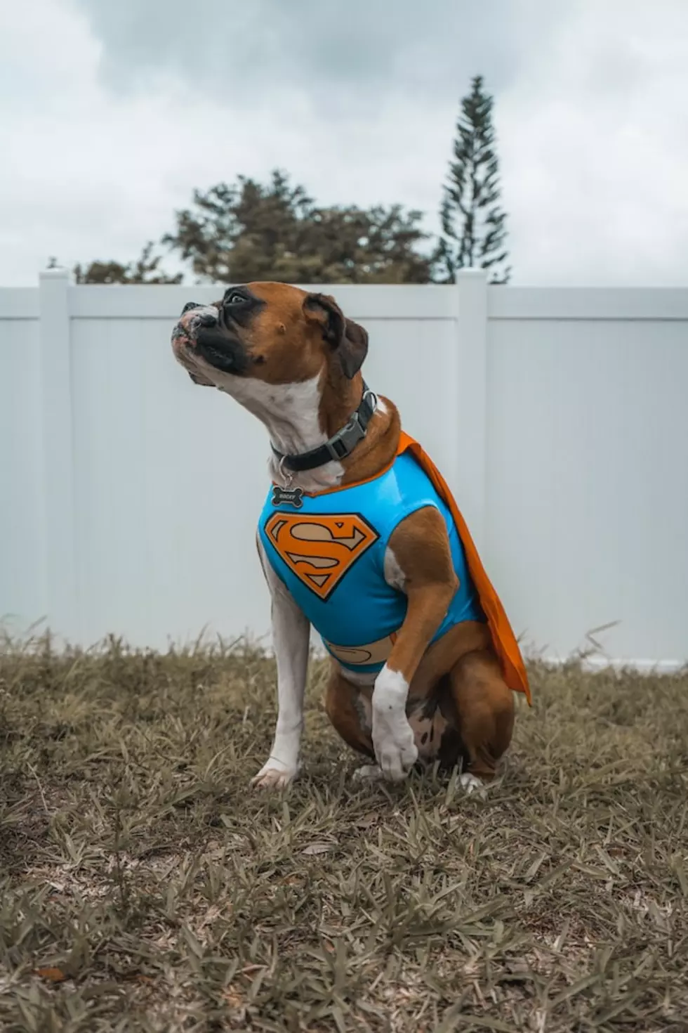 HOWL! Help Your Dog To Have A Fear-Free Halloween
