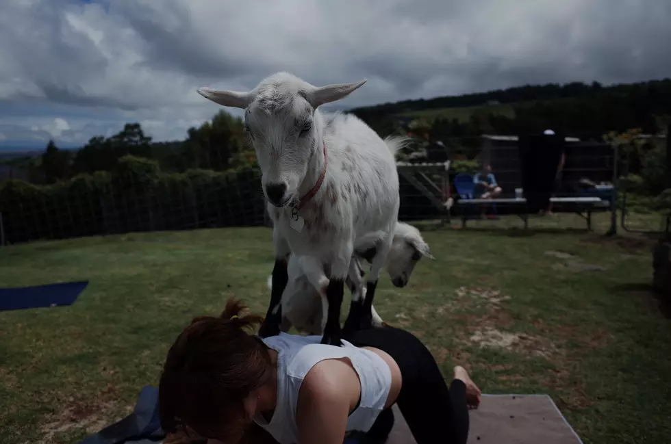 Is Goat Yoga Animal Cruelty?