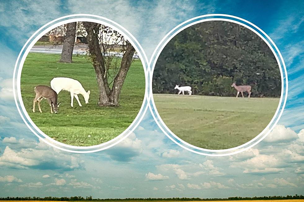 Beautiful All White Deer Spotted in West Corners