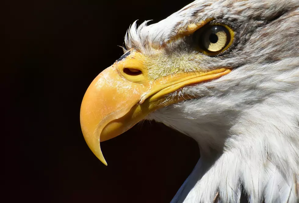 Unexpected New Threat for Bald Eagles in New York