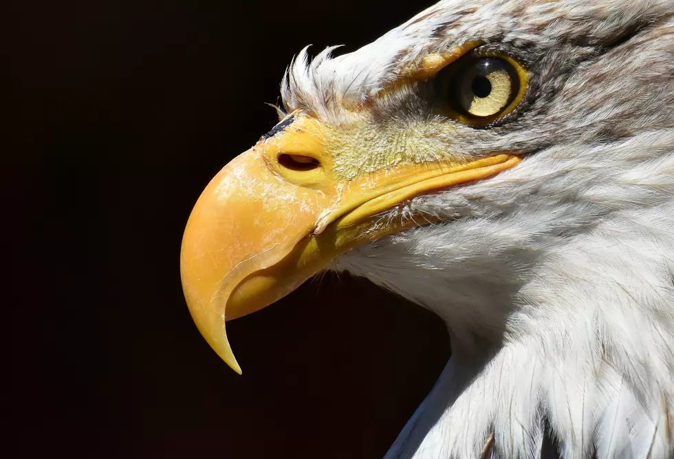 Bald Eagles Make a Triumphant Return to New York