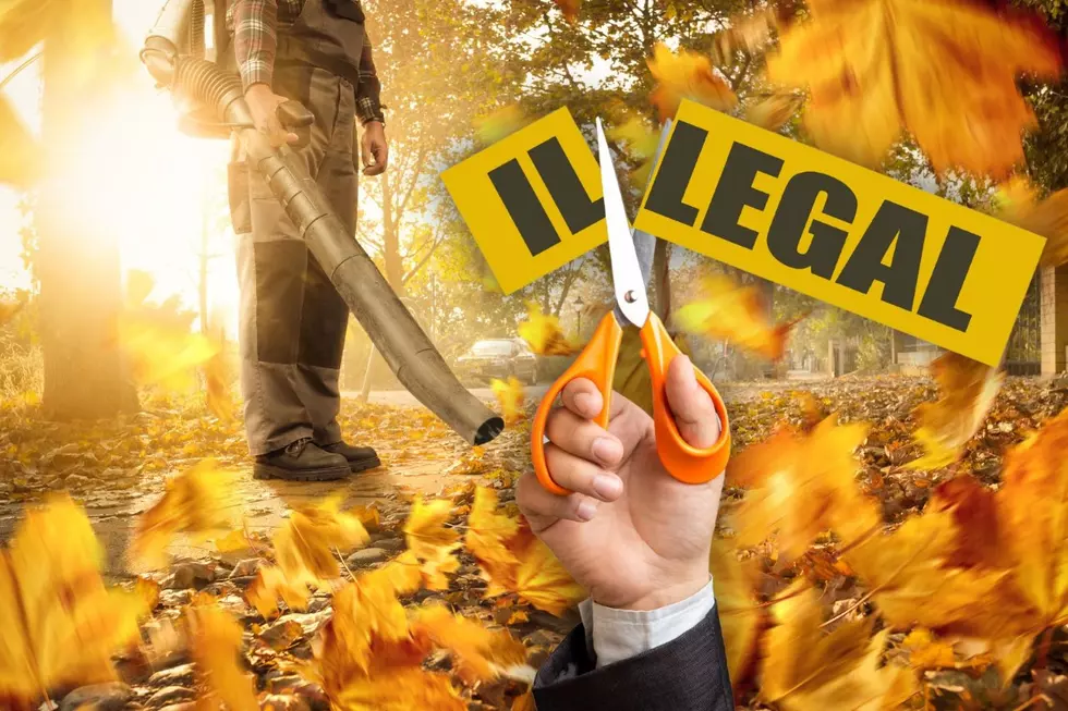 Are You Doing Something Illegal With Your Leaves In New York State?