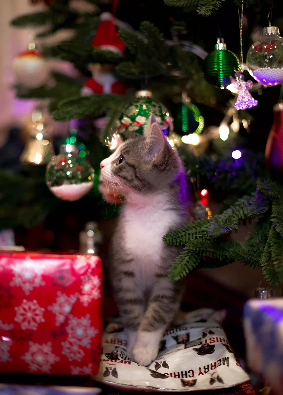 Protect Your Pet From These Christmas Time Holiday Hazards