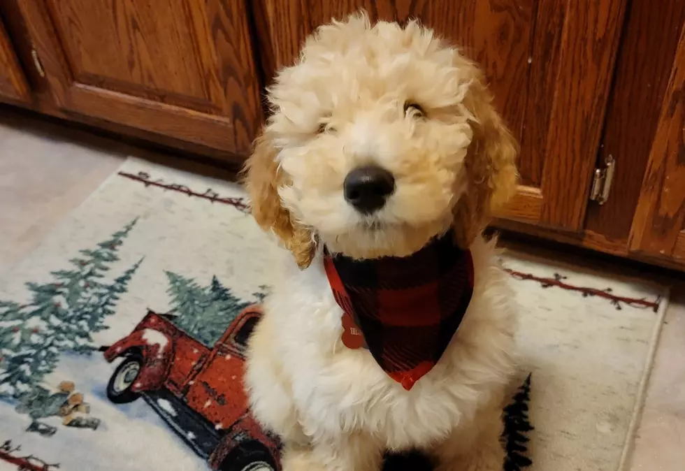 New Yorkers Warned To Watch for Christmas Puppy Scams