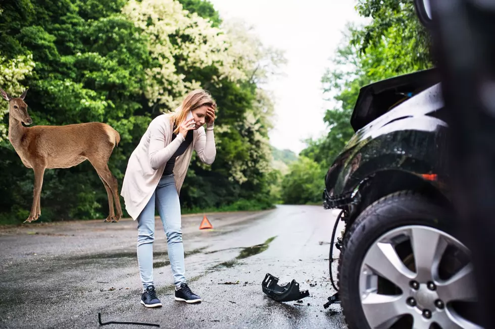 Will Hitting a Deer in New York Raise Car Insurance?