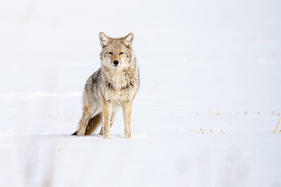 Pet Owners! Coyotes Are On The Prowl In New York