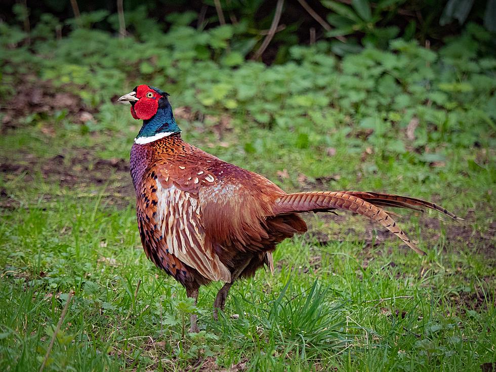 The Debate Over New York&#8217;s Pheasant Breeding Program