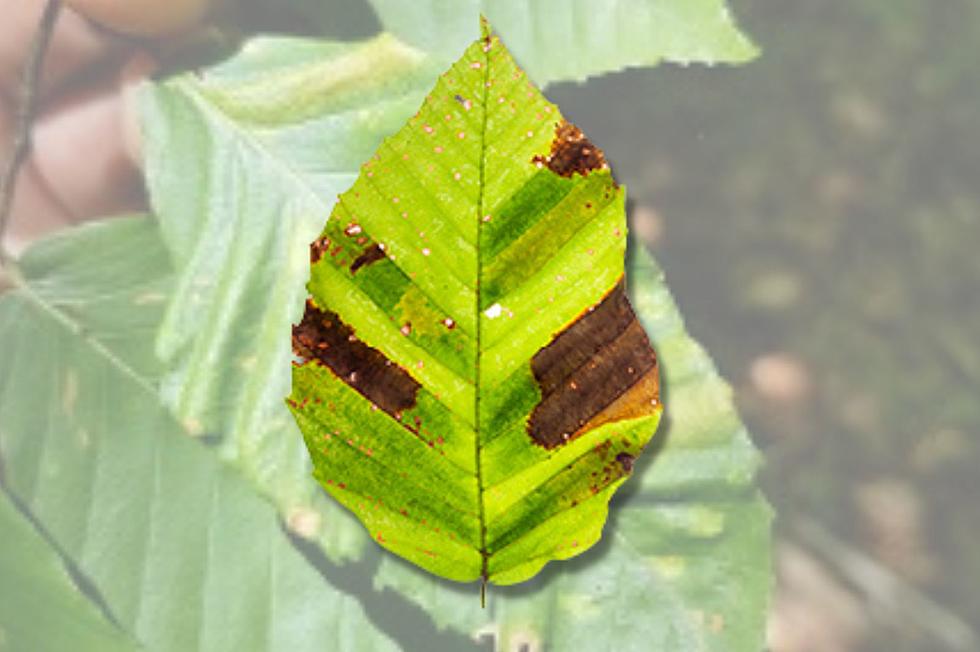 Mysterious Leaf Disease Is Killing Trees in New York