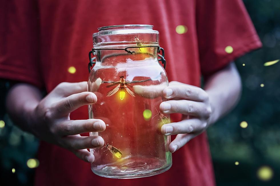 Is Catching Fireflies Illegal in New York?