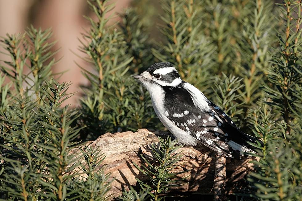 Upstate New York University Offers Amazing Bird Identifying App
