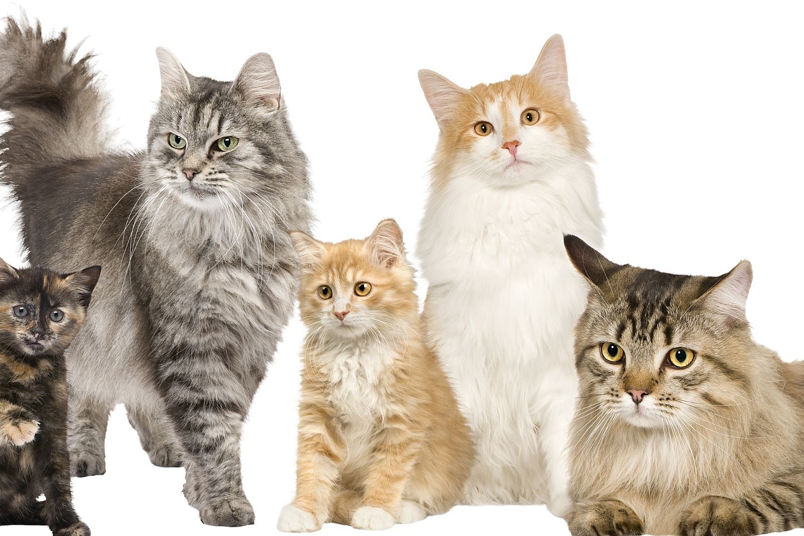 Common reasons why cats “Meow” at their parents - Ontario SPCA and