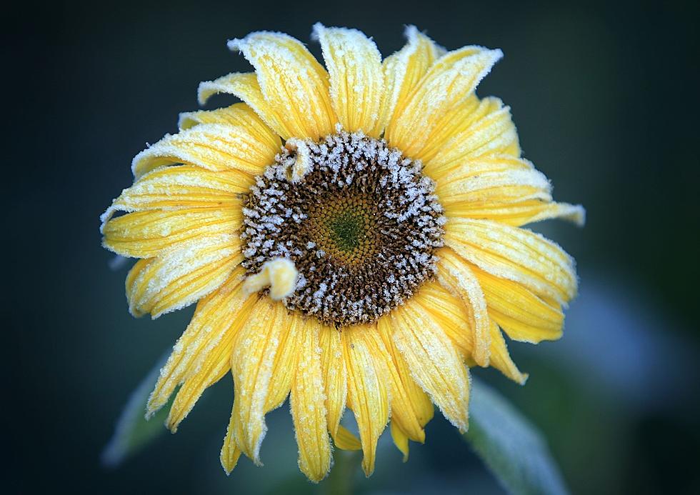 Frost Will Kill These Fall Flowers in New York - Here's Why