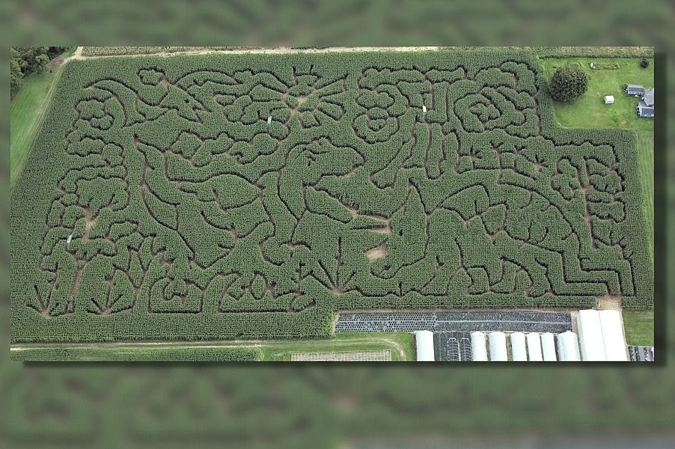 LOOK! Stoughton Farm Reveals “DINO-Mite” Corn Maze for Fall Season