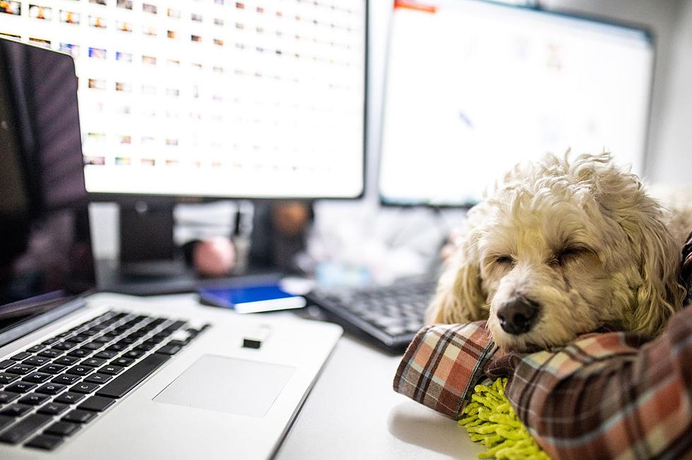 Should More New York Employers Allow Dogs in the Workplace?