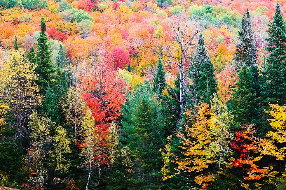 New Yorkers Say This Is the Top ‘Hidden Gem’ To See Fall Foliage