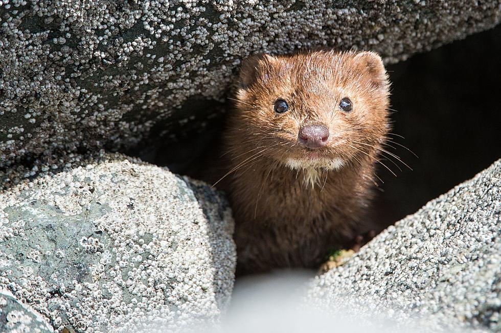 Thousands of Minks on the Loose After Fur Farm Incident