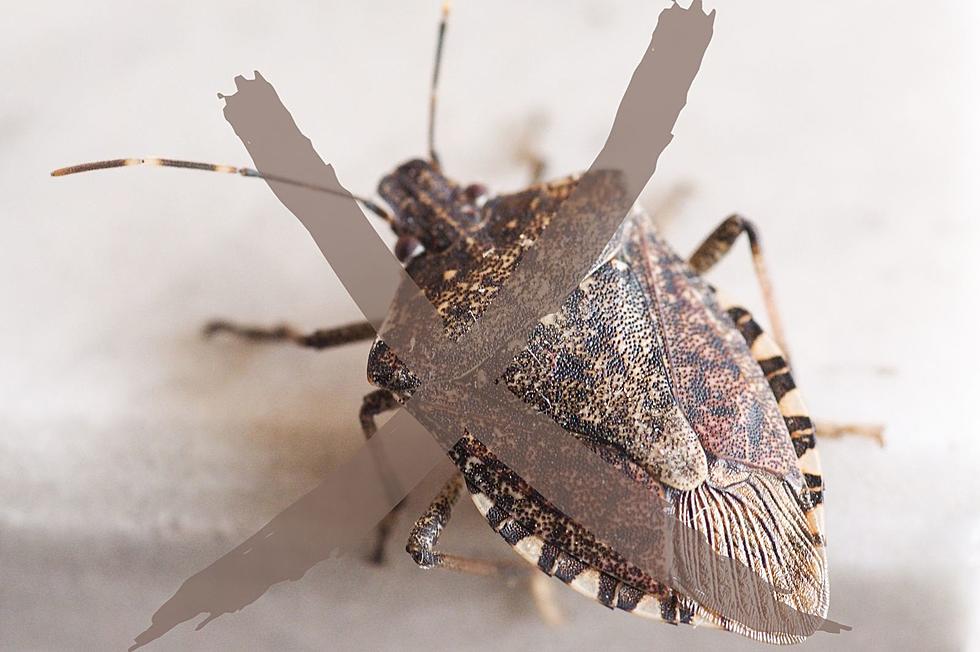 How New Yorkers Can Fight Back Against Stink Bugs