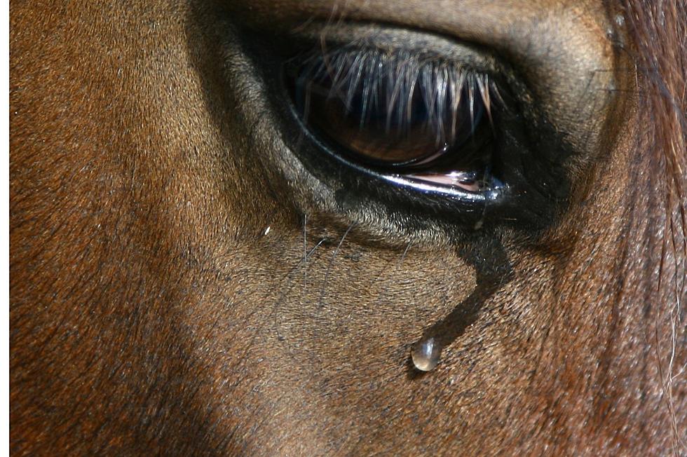 How To Support the Horsemen of Tioga Downs and Honor Their Lost Horses