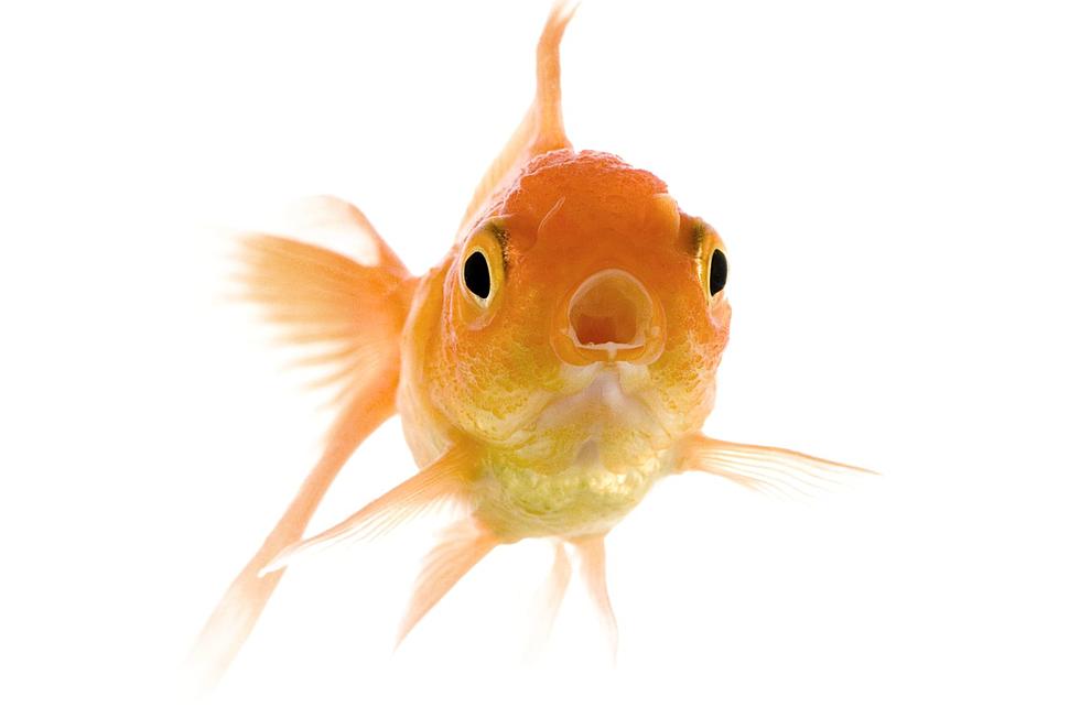 Why New Yorkers Should Never Flush Their Goldfish