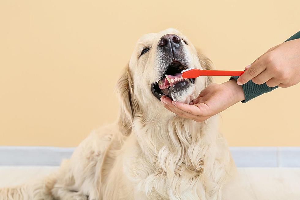 How New Yorkers Can Get Those Doggy Smiles Sparkling