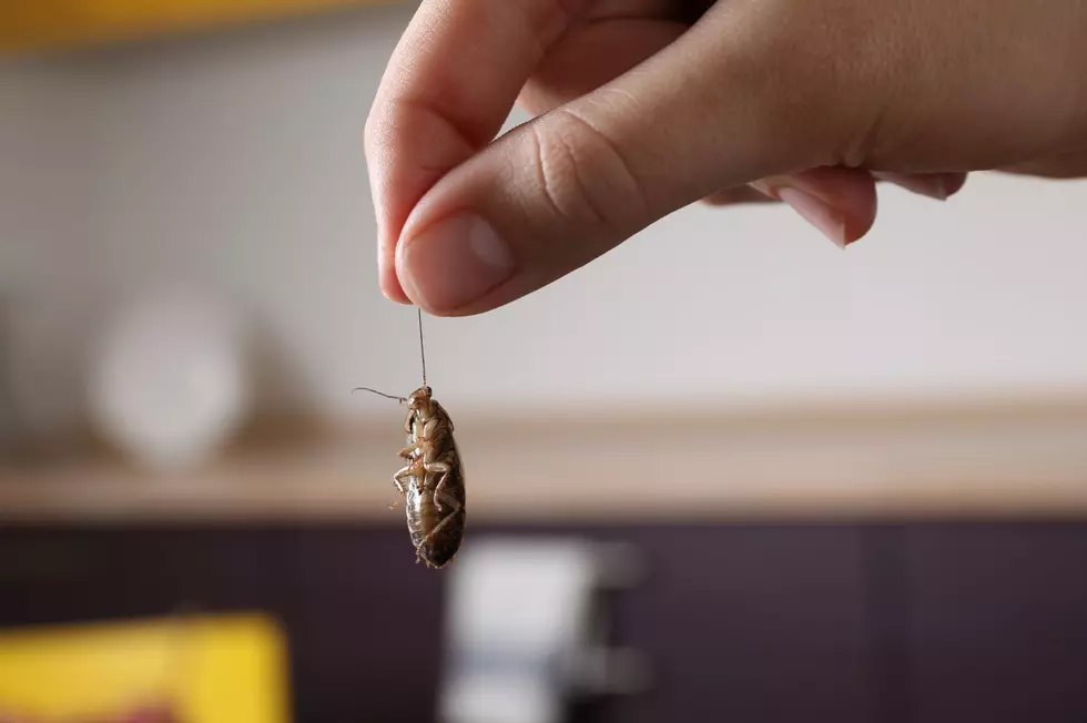 Spring Pest Control Tips for New Yorkers