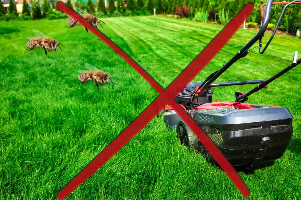 New Yorkers Are Asked To Hold Off Mowing Until June