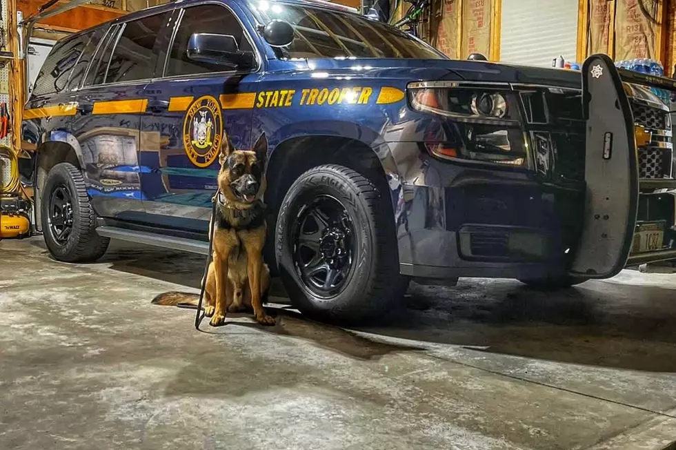 Help Skinner, a New York State K9 Officer, Stay Safe