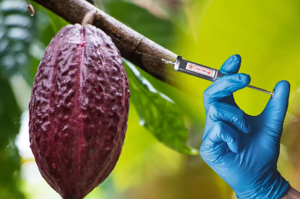 Experts Warn Of Chocolate Shortage Amid Cacao Tree Pandemic