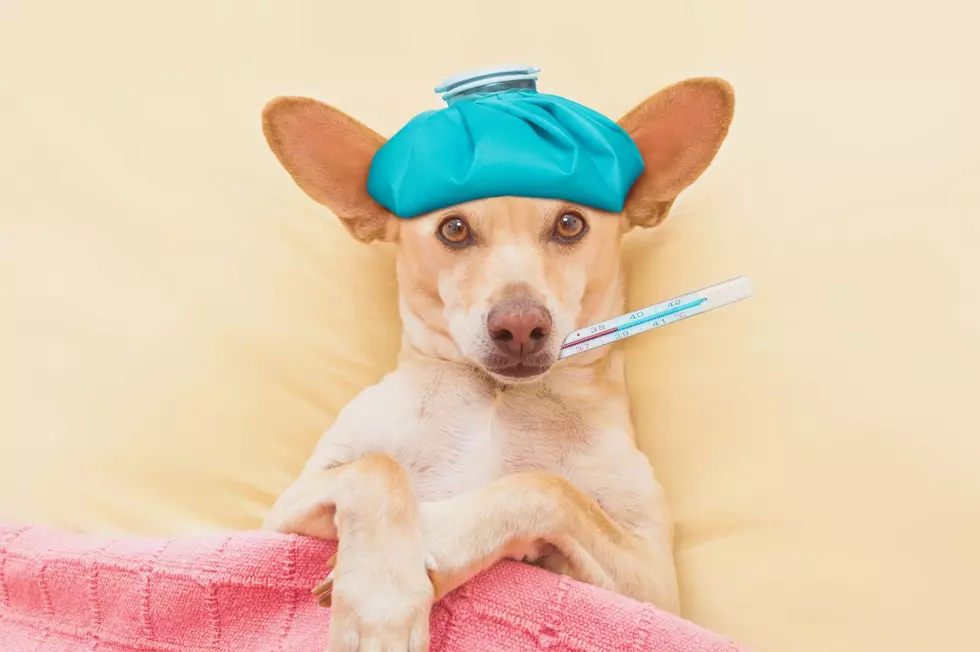 Uh-Oh! New York Named 7th Riskiest State For Pet Illness