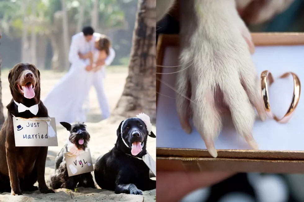 Dogs Are Now Legally Allowed to Do This At Weddings in New York