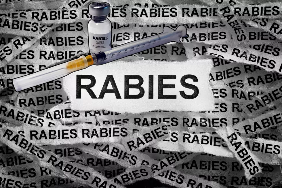 New York’s Top Four Animals Most Likely To Carry Rabies