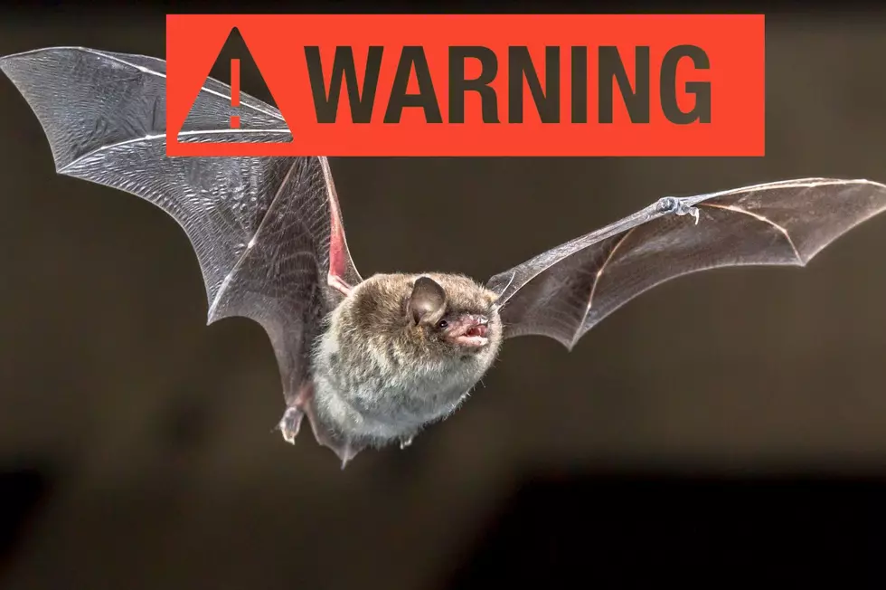 Broome County Health Department Issues Bat Warning