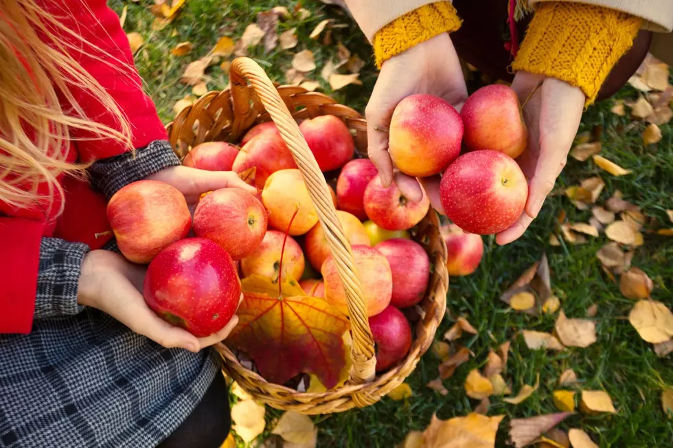 Fall Flavors and Fun at Ithaca, New York Apple Harvest Fest!