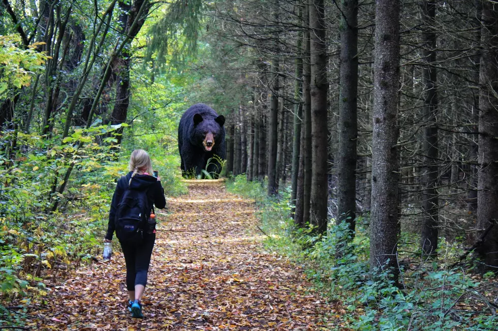 How Hikers in New Yorkers Can Stop a Charging Bear