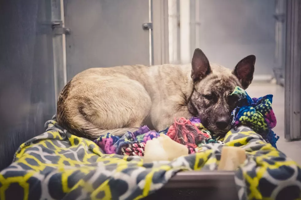 Broome County Humane Society Desperately Needs Towels and Blankets